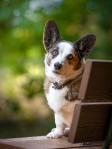 Professionelles Hundefoto eines Corgi, der auf einer Bank sitzt.