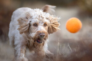 Dynamische Hundefotografie eines Labradoodle, der einem orangenen Ball hinterher jagt.