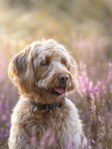 Romantische Nahaufnahme eines Labradoodle beim Hundefotoshooting in der Heide.