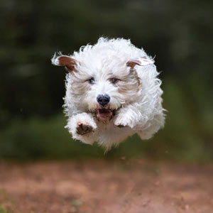 Dynamischer Sprung eines weissen Hundes über einen Baumstamm