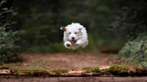 Dynamisches Actionfoto eines weissen Hundes, welcher über einen Baumstamm springt.