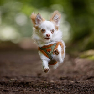 Dynamische Actionfotografie eines Langhaar Chihuahua im Wald, der freudig auf die Kamera zurennt.